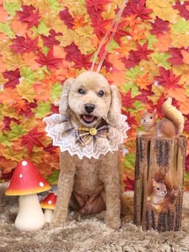 20241120アルトくん